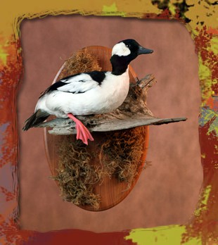 Duck on Driftwood