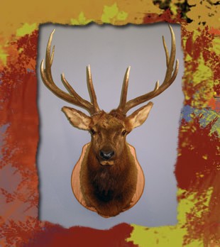 elk