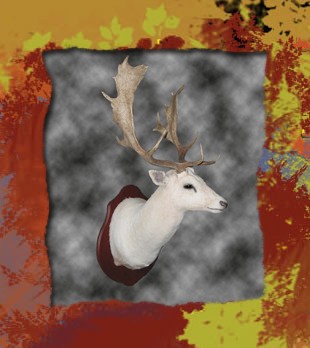 fallow deer