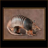 Armadillo