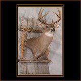 Deer On Barnwood