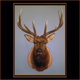 Elk