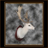 Fallow Deer