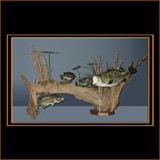 Fish Scene on Driftwood