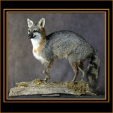 Fox Standing