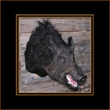 Hog On Barnwood