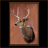 Mule Deer In Velvet