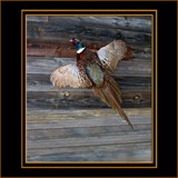 Pheasant Flying