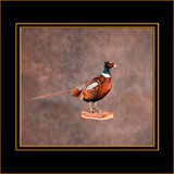 Pheasant Standing