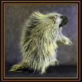 Porcupine