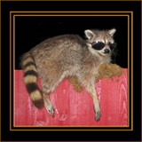 Racoon