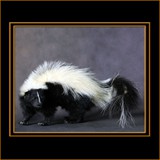 Skunk